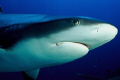   Fishs Carcharhinus plumbeus  